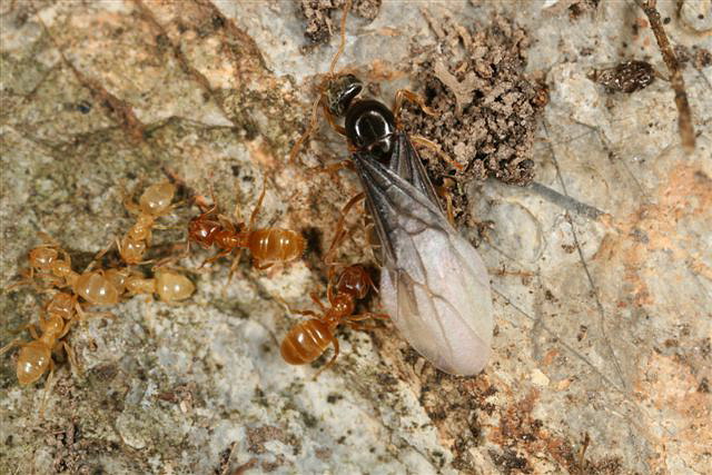 Lasius flavus