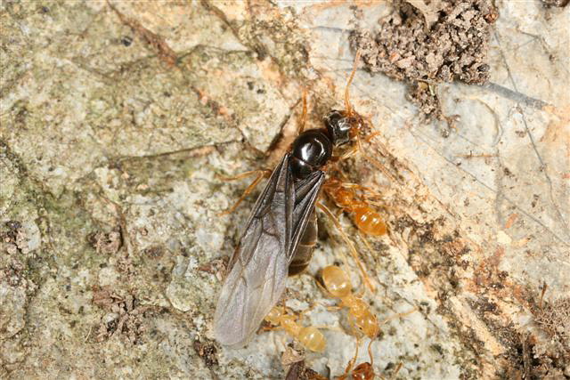 Lasius flavus