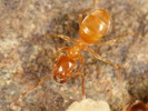 Lasius flavus