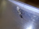 Formica sp.(Plolsko)
