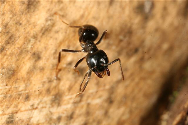 Lasius fuliginosus