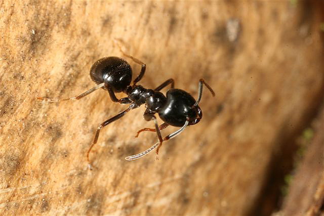 Lasius fuliginosus