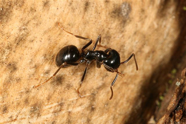 Lasius fuliginosus