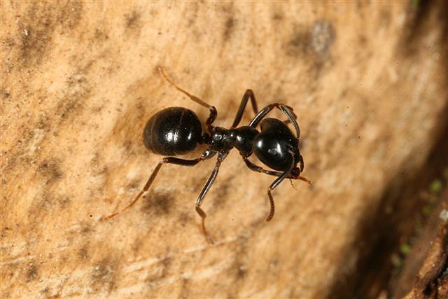 Lasius fuliginosus