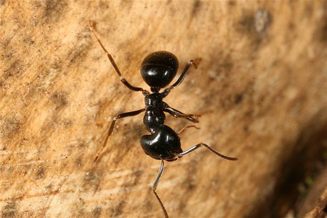 Lasius fuliginosus