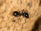 Lasius fuliginosus