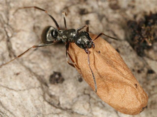 Formica fusca