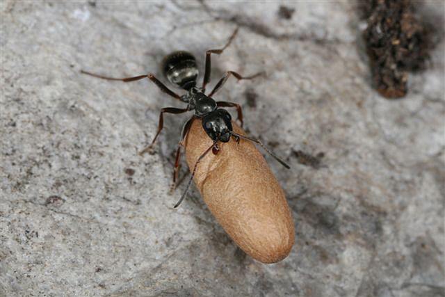 Formica fusca