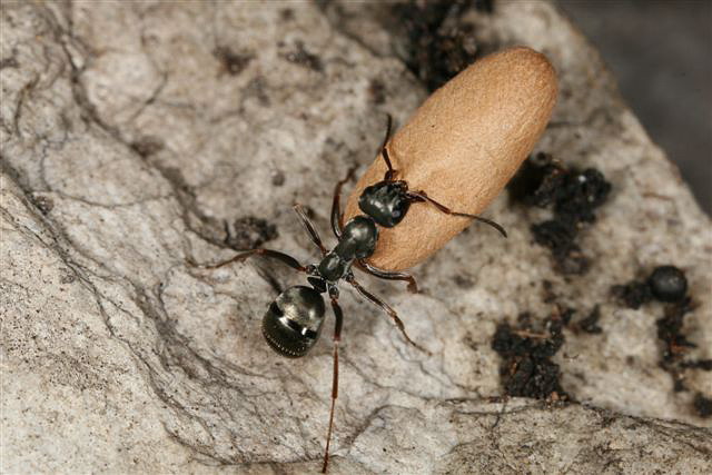 Formica fusca
