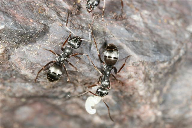 Formica fusca