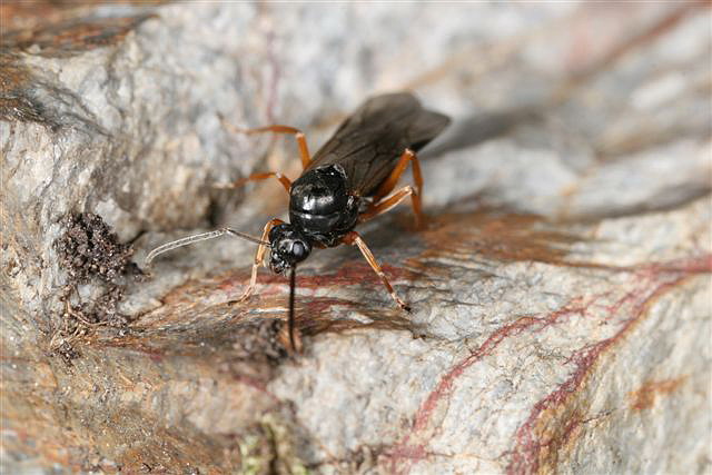 Formica fusca