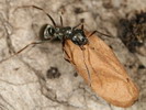 Formica fusca