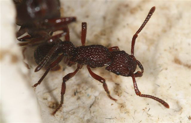 Gnamptogenys sp.(Indonzie)