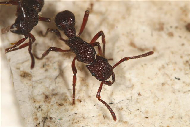 Gnamptogenys sp.(Indonzie)