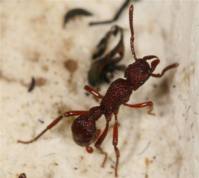 Gnamptogenys sp.(Indonzie)