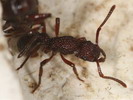 Gnamptogenys sp.(Indonzie)