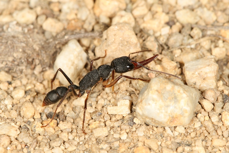 Harpegnathos venator