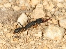 Harpegnathos venator