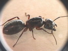 Camponotus herculeanus