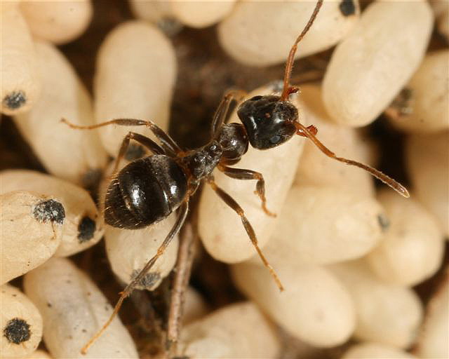 Lasius niger