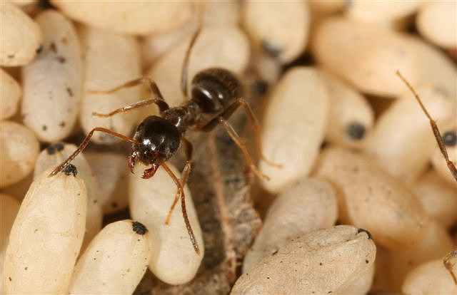 Lasius niger