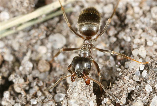 Lasius niger