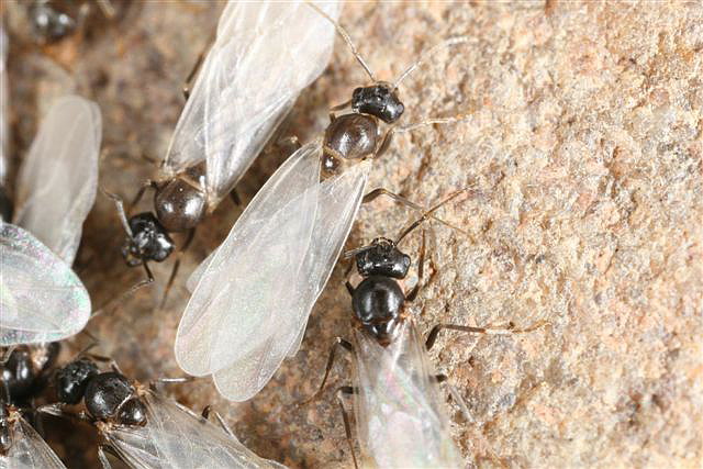 Lasius niger