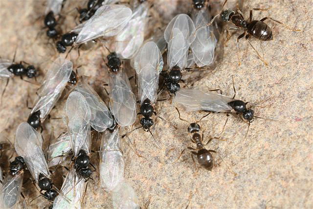 Lasius niger