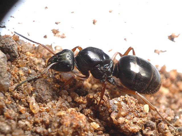 Formica lemani