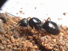 Formica lemani