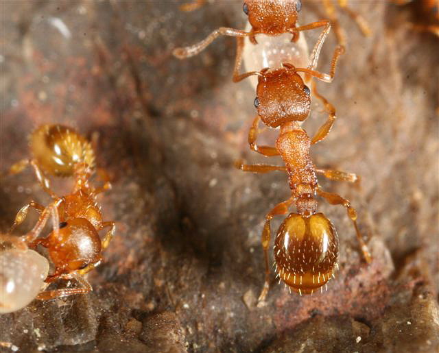 Leptothorax sp.