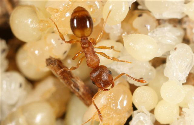 Leptothorax sp.
