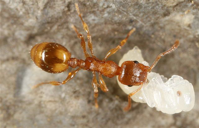 Leptothorax sp.