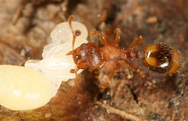 Leptothorax sp.