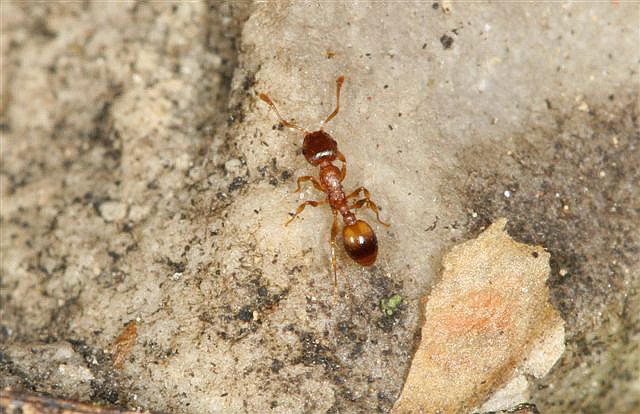 Leptothorax sp.