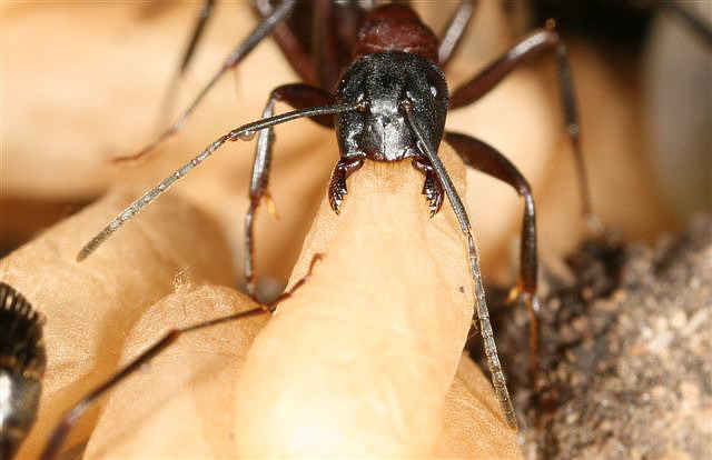 Camponotus ligniperda