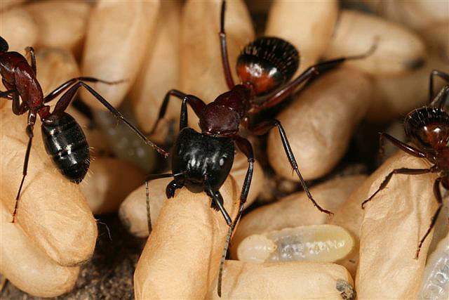 Camponotus ligniperda