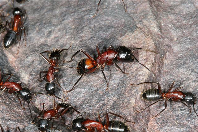 Camponotus ligniperda