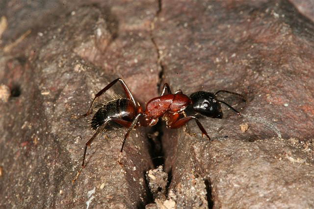 Camponotus ligniperda