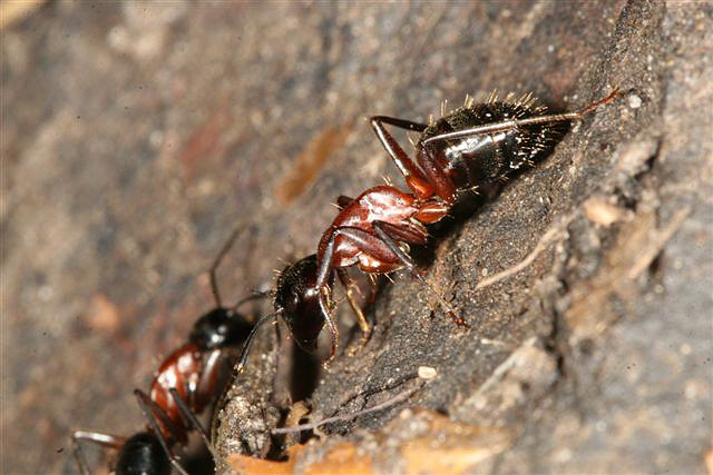 Camponotus ligniperda