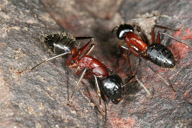 Camponotus ligniperda
