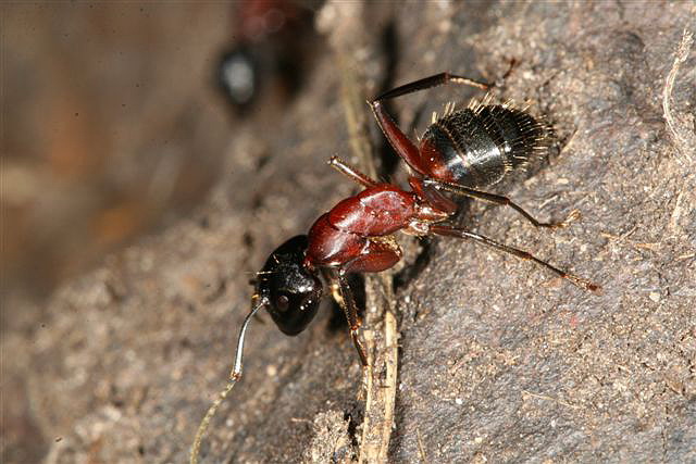 Camponotus ligniperda