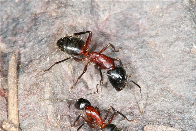 Camponotus ligniperda