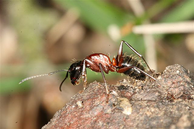 Camponotus ligniperda