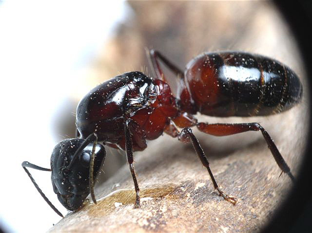 Camponotus ligniperda