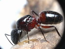 Camponotus ligniperda