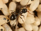 Lasius niger