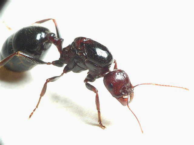 Messor semirufus