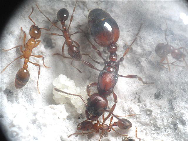 Manica rubida