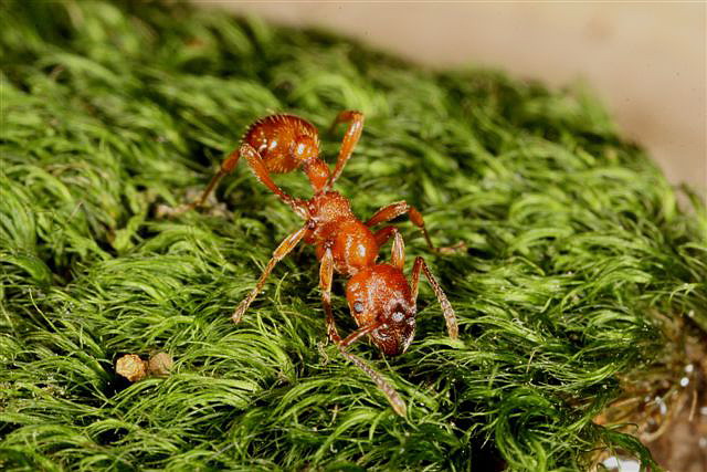 Manica rubida